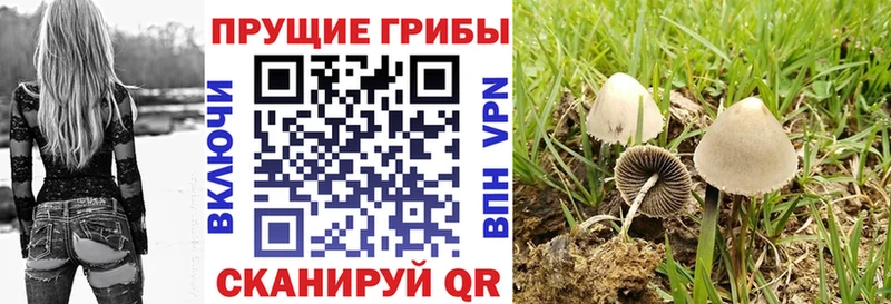Купить закладки  Ивантеевка  Псилоцибиновые грибы мицелий 